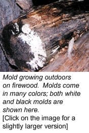 moldguide firewood
